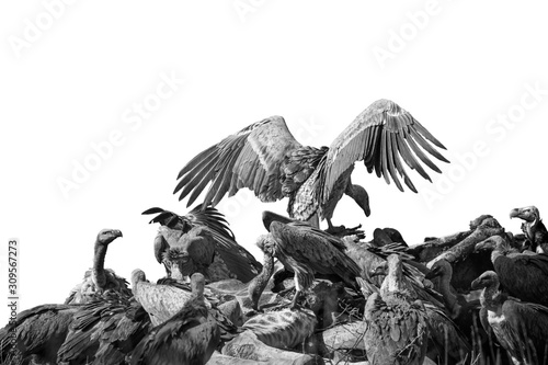 Tableau sur toile Group of White backed Vultures scavenging a dead giraffe in Kruger National park