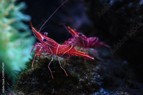 Rhynchocinetes durbanensis dancing sea shrimp photo