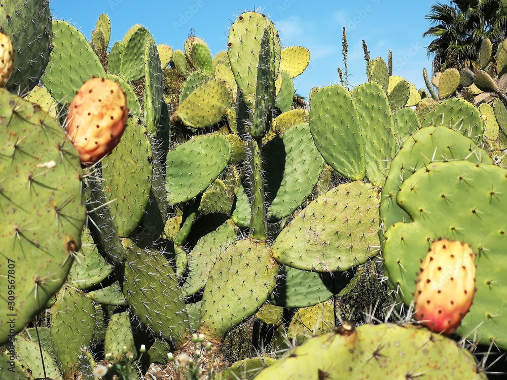 cactus in the desert cactus in the desert