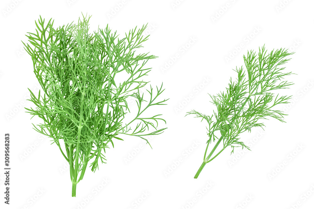 Fresh green dill isolated on white background. Top view. Flat lay Fresh green dill isolated on white background. Top view. Flat lay