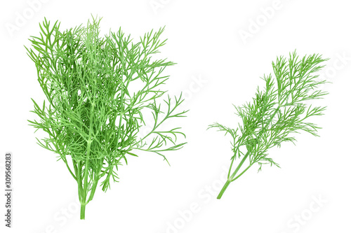Fresh green dill isolated on white background. Top view. Flat lay