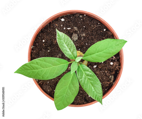 Young avocado sprout with leaves in pot isolated on white background