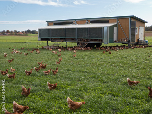 freilaufende Hühner auf der Wiese vor mobilem Hühnerstall 