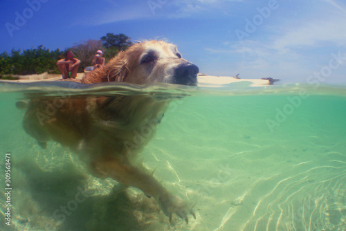 dog in the beach caribbean sea © gustavo