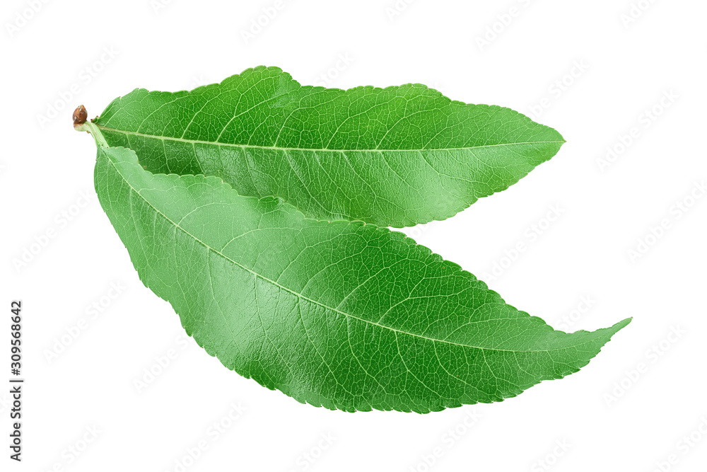 Obraz premium Peach leaf isolated on white background closeup