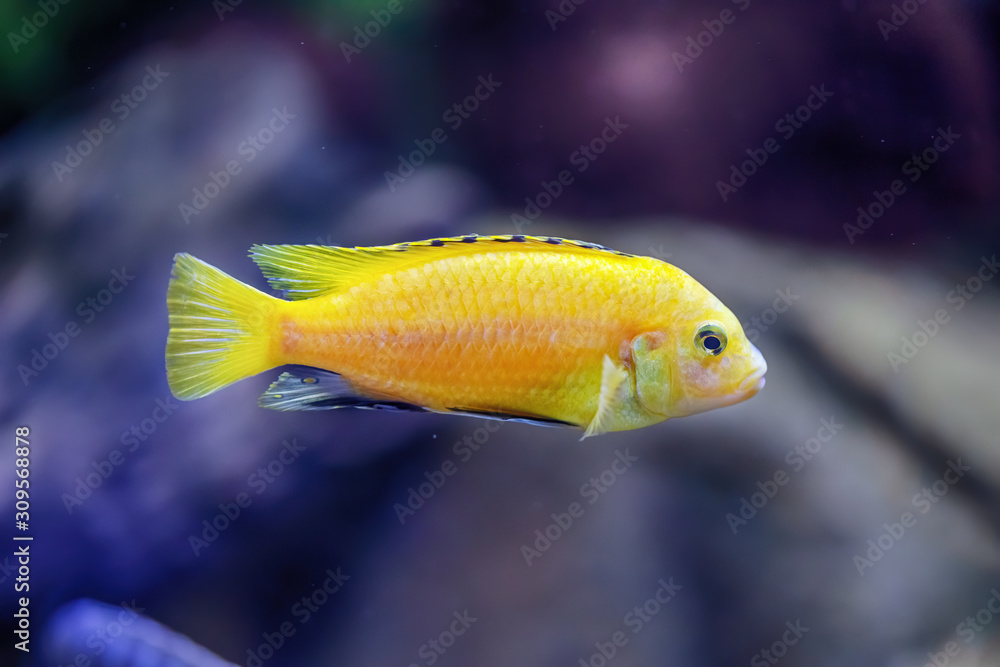 Yellow fish resting in the ocean. Seen from close up Yellow fish resting in the ocean. Seen from close up