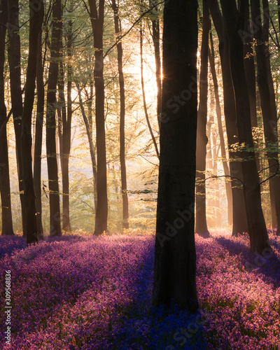 Majestic Spring landscape image of colorful bluebell flowers in woodland photo