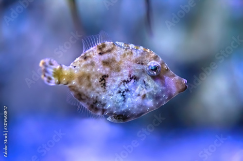 Coral reef fish at the bottom of the sea