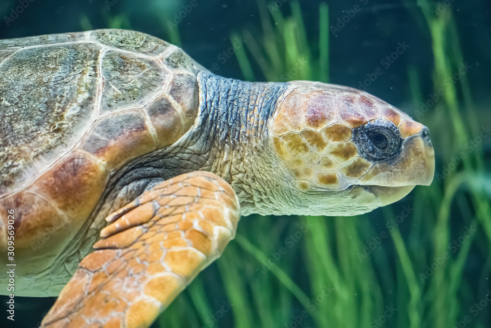 Fototapeta premium Sea turtle at close range on the green ocean floor