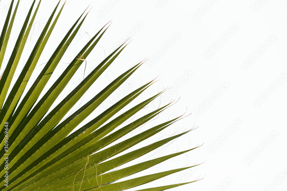 Obraz premium palm leaf closeup on a white background. Leaf texture, background
