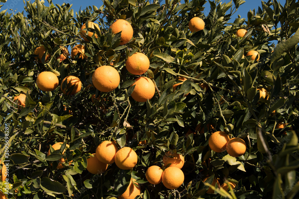 Soft focus close-up of ripe oranges on tree, in sunny day.