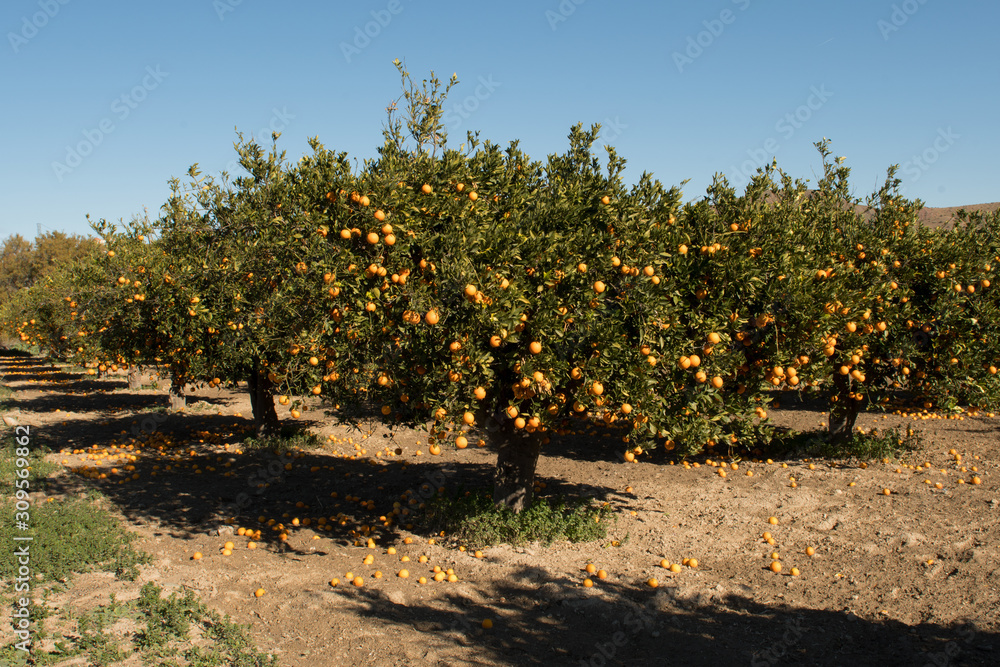 Fototapeta premium Orchard of oranges with ripe oranges, in sunny day.