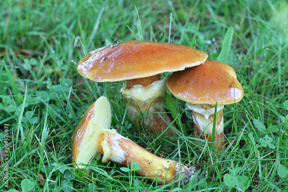 Suillus grevillei, known as Greville's bolete or larch bolete, wild edible mushrooms from Finland Suillus grevillei, known as Greville's bolete or larch bolete, wild edible mushrooms from Finland