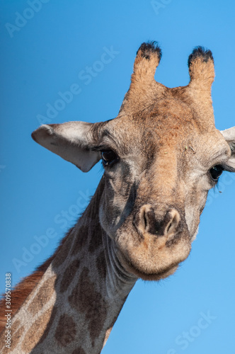 An extreme closeup of an Angolan Giraffe - Giraffa giraffa angolensis- head. Etosha National Park, Namibia. © Goldilock Project