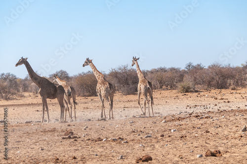 Four Angolan Giraffes - Giraffa giraffa angolensis walking nervously around a waterhole in Etosha national park, Namibia. © Goldilock Project