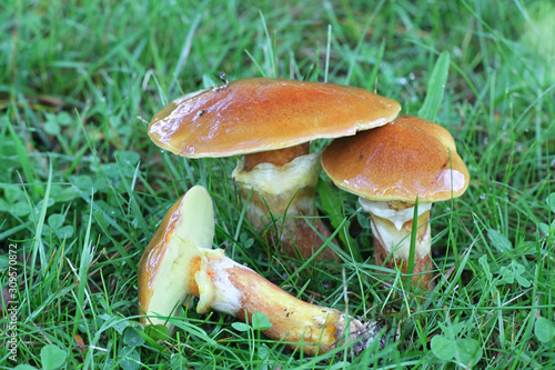 Suillus grevillei, known as Greville's bolete or larch bolete, wild edible mushrooms from Finland