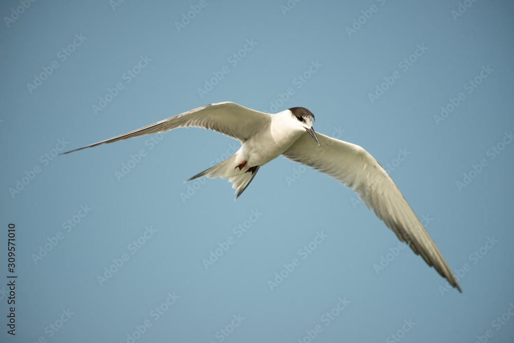 Fototapeta premium Seagull flying in blue sky.