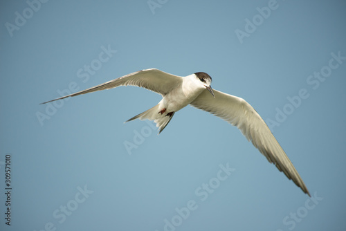 Seagull flying in blue sky.