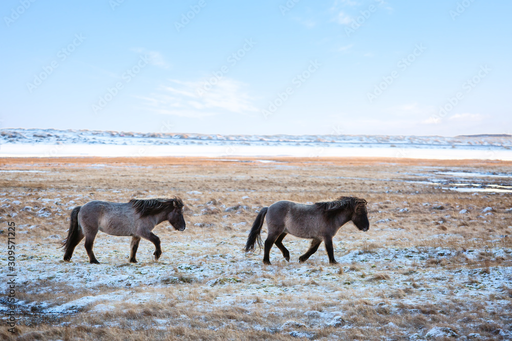 Icelandic horses crossing a pasture in a cold winter day..