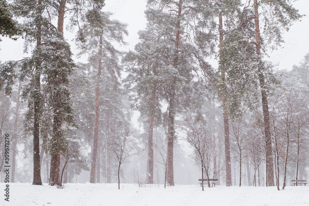 Fototapeta premium Pine trees under snow at the winter time