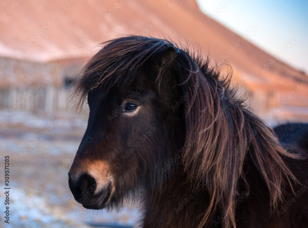 Fototapeta premium Adorable brown Icelandic horse in the winter at sunset.