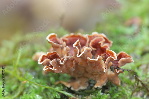 Stereum gausapatum, known as Bleeding Oak Crust, wild fungi from Finland