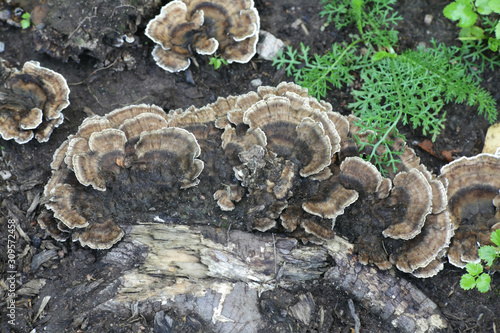 Bjerkandera adusta, known as the smoky polypore or smoky bracket, wild fungus from Finland