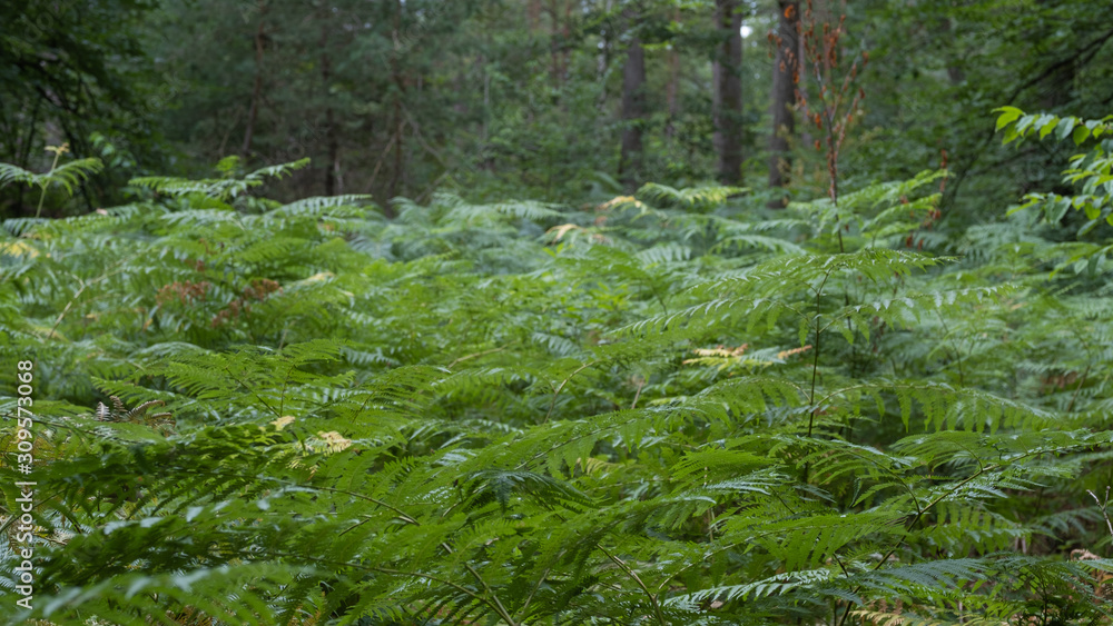 Fototapeta premium fem in a forest, spring