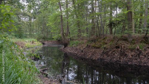 river amid a forest at spring photo