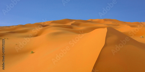 Panoramique des dunes ocre du sahara marocain