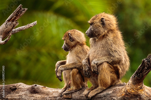 Closeup shot of two beautiful baboons sitting on the trunk in the Serengeti national park, Tanzania © SPIX PRODUCTION