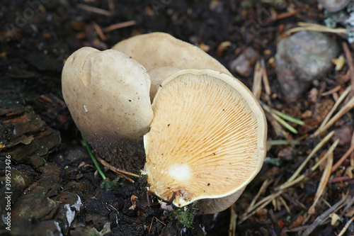 Tapinella panuoides, known as the Oyster rollrim, wild mushroom from Finland