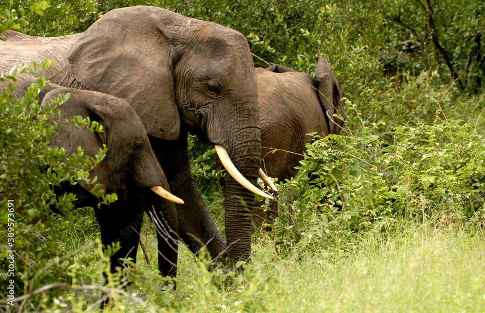 Fototapeta premium elephants among the green grass
