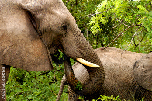 Photography elephants eating among the green grass
