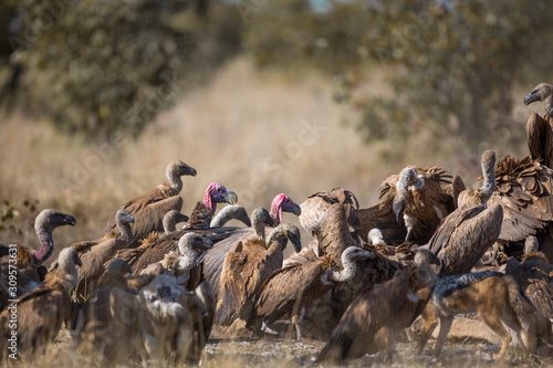 Lappet faced Vulture in middle of Group of White backed Vultures scavenging a giraffe's carcass in Kruger National park, South Africa ; Specie Gyps africanus and  Torgos tracheliotos
