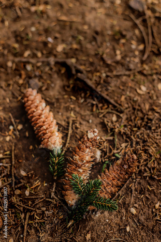 pine leaves and fallen cones on the ground © ahmethamza