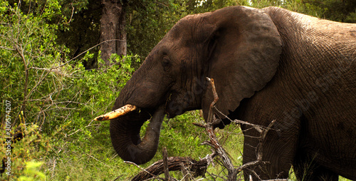 Photography elephants on their backs, moving among the green grass