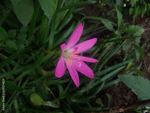 Lilly flower 