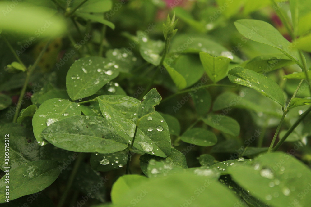 Close up shot of water drops on the single or lot of green leafs on the garden, rain drops on the single or lot of green leafs in the garden Close up shot of water drops on the single or lot of green leafs on the garden, rain drops on the single or lot of green leafs in the garden