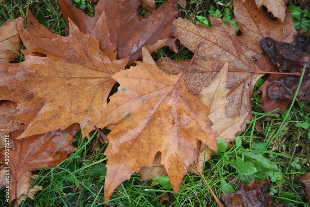 Brown dry fallen Maple leaves on green grass covered by rain on autumn season. Autumn background