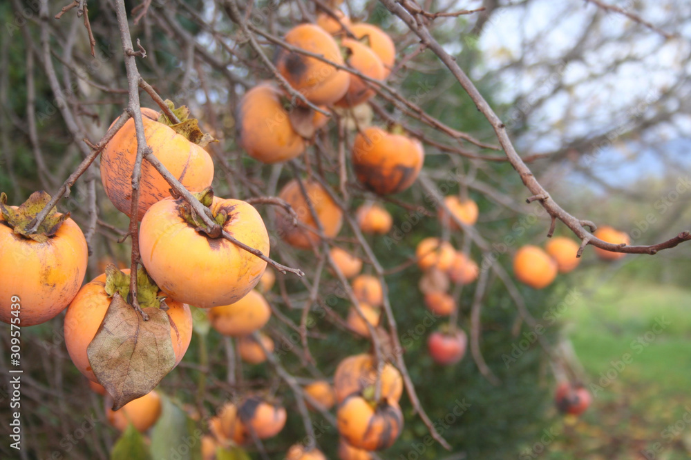 Ripe persimmon fruits on branch in the garden. Diospyros kaki tree on winter Ripe persimmon fruits on branch in the garden. Diospyros kaki tree on winter