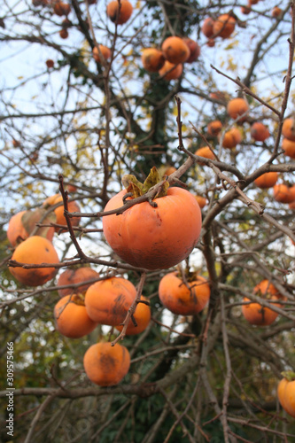Ripe persimmon fruits on branch in the garden.  Diospyros kaki  tree on winter