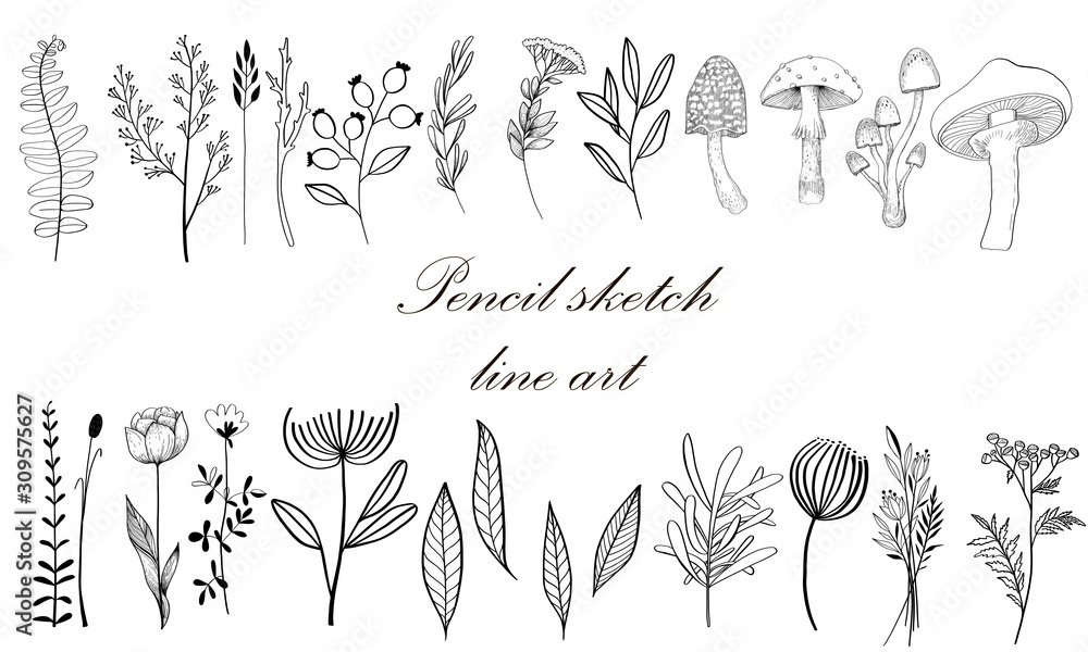 Sketch Floral Botany set. Variety flower and leaf drawings. Black and white with line art on white backgrounds. Hand Drawn Illustrations. Vector. Vintage styles. Sketch Floral Botany set. Variety flower and leaf drawings. Black and white with line art on white backgrounds. Hand Drawn Illustrations. Vector. Vintage styles.