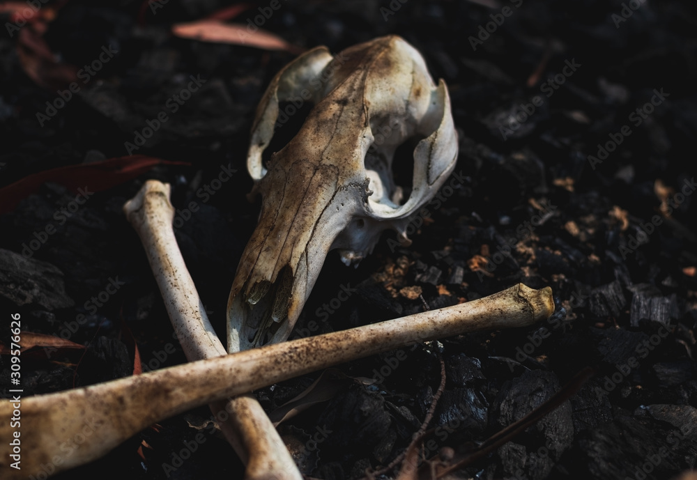 burnt kangaroo skull and bones burnt kangaroo skull and bones