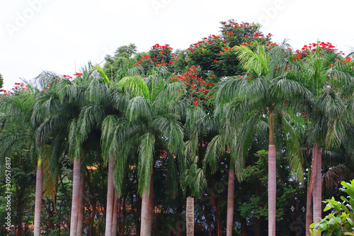 Palm tree garden looks beautiful  photo