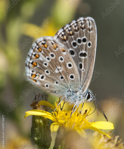 Polyommatus bellargus The Adonis blue small blue-winged male butterfly waving on Dittrichia viscosa