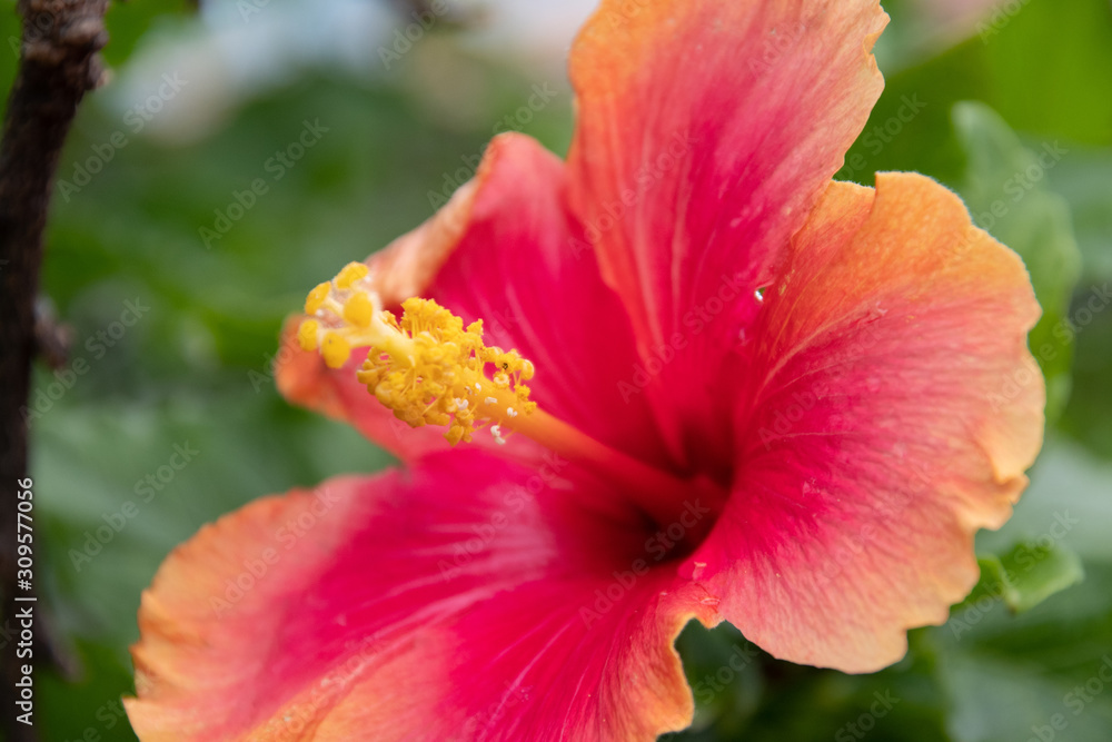 Fototapeta premium ハイビスカス