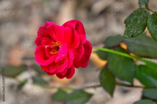 pink rose in the garden