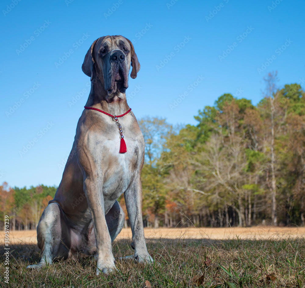 Lonely looking Great Dane purebred dog Lonely looking Great Dane purebred dog