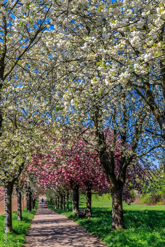 Naklejka premium Cudowne malownicze rzędy kwitnących wiśni sakura i zielony trawnik wiosną w Niemczech. Białe kwiaty wiśni. Aleja kwitnących wiśni Sakura.